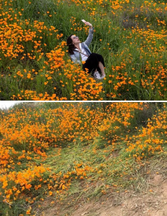 Persona tomando una selfie en un campo de flores naranjas aplastadas.