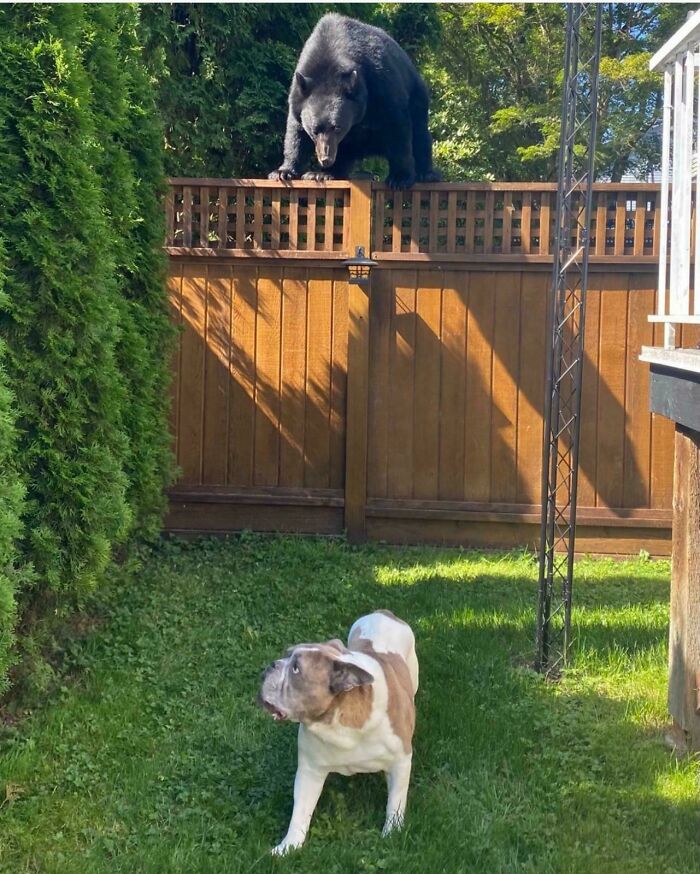Perro mira a un oso sobre una cerca, escena curiosa típica de Canadá.