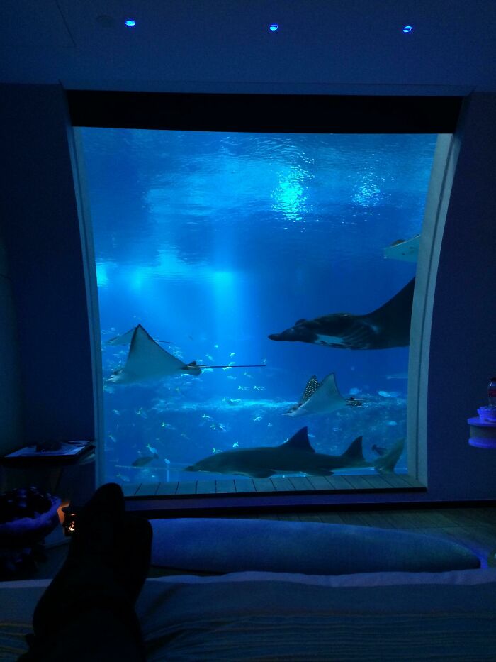 Vista desde un acuario con rayas y tiburones nadando, una de las cosas que sorprendieron a los viajeros en otros países.