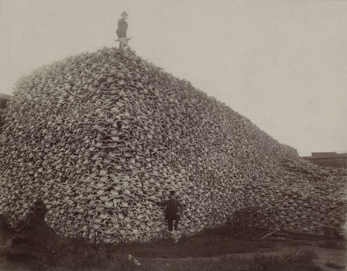 Si alguna vez te has preguntado cómo el búfalo americano pudo pasar de 30.000.000 a 300 en 50 años, imágenes como ésta pueden darte alguna idea (Cráneos de búfalo)