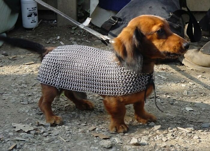 Mascotas con cota de malla