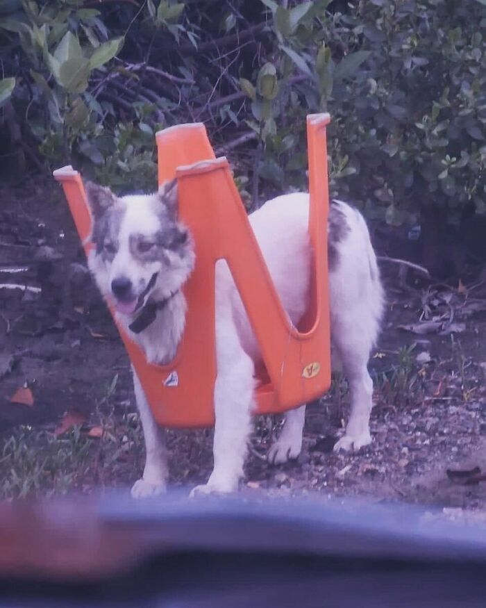 Perro atascado en una silla naranja, actuando sin sentido en modo goblin, al aire libre entre arbustos.