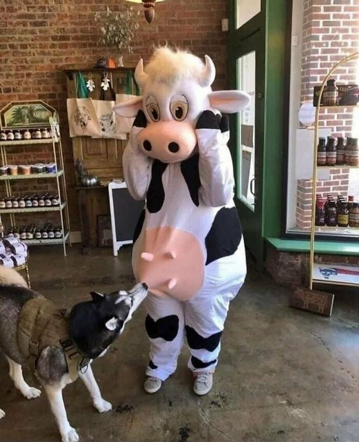 Perro husky olfateando disfraz de vaca en una tienda, mostrando comportamiento divertido e inesperado.
