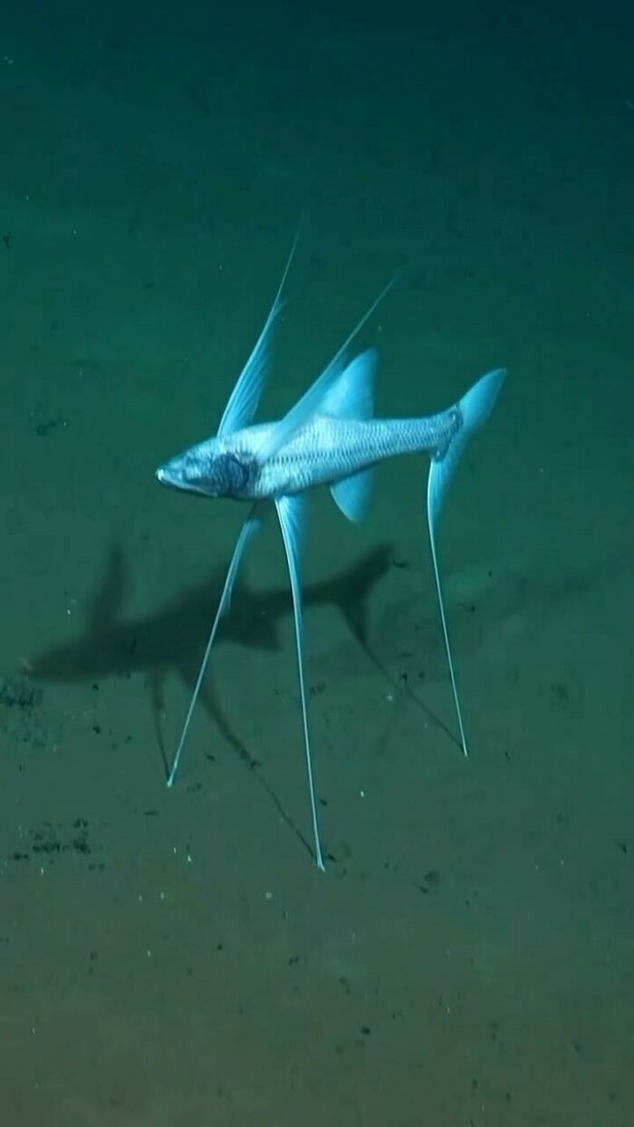 Pez trípode (Bathypterois Grallator)