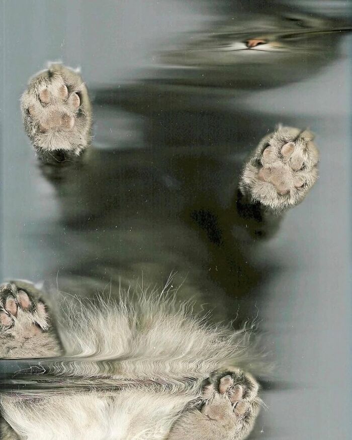 «Cat Scans": una serie de gatos colocados en escáneres planos