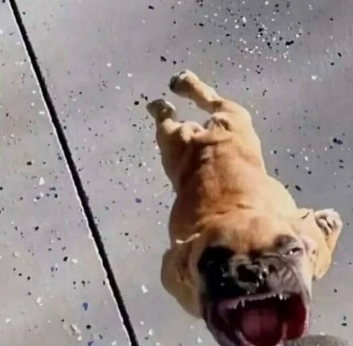 Perro actuando sin sentido, mostrando su modo «goblin» con una expresión divertida en una calle.