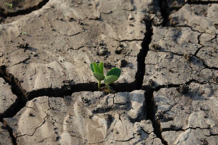 Pequeña planta creciendo entre tierra seca y agrietada simbolizando resiliencia y estupideces dichas con seriedad.