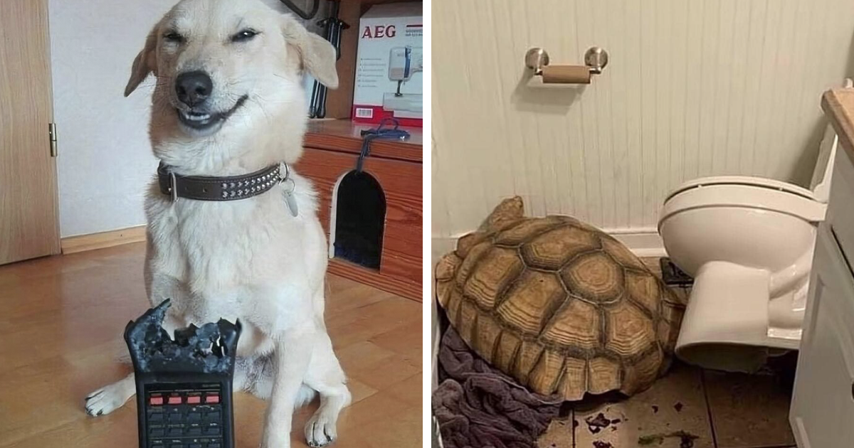 42 Animales actuando sin sentido al activar su modo «goblin» (nuevas fotos)