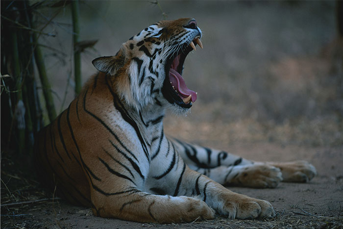 Tigre descansando en la selva, simbolizando momentos de "irse ya mismo" en la naturaleza.