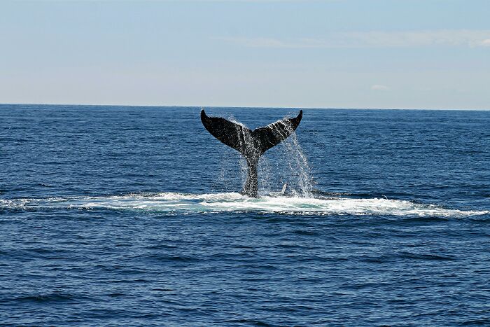 Cola de ballena emergiendo del océano bajo un cielo claro, capturando un momento inesperado y emocionante.
