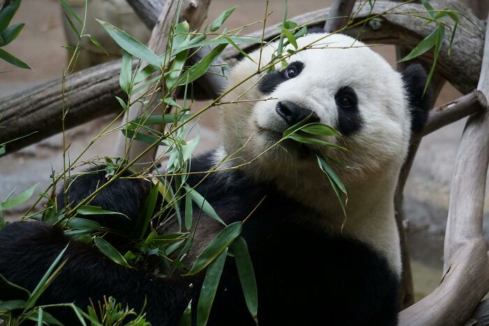 Panda disfrutando de bambú en el zoológico, rodeado de naturaleza, recordando conversaciones escuchadas.