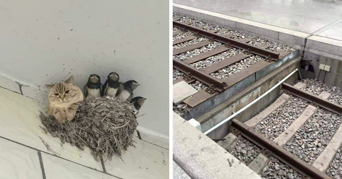 40 De las mejores imágenes que te hacen decir «hmmm» (nuevas fotos)