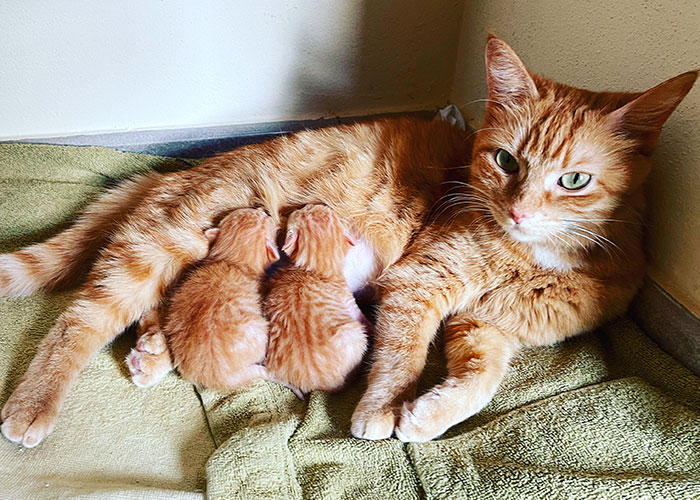 Gata con dos gatitos en el sistema de distribución de gatos, descansando sobre una toalla verde.