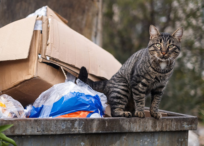 Gato atigrado sobre un contenedor de basura, ejemplificando el sistema de distribución de gatos.