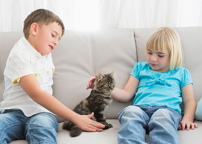 Niños en un sofá acariciando un gato, ilustrando el sistema de distribución de gatos.