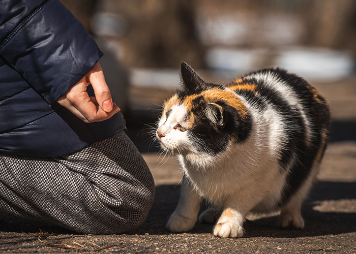 Persona en ropa de invierno acariciando a un gato de tres colores, representando el sistema de distribución de gatos.