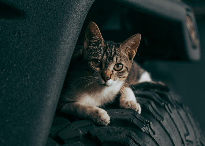 Gato descansando sobre una llanta, ejemplificando el sistema de distribución de gatos.