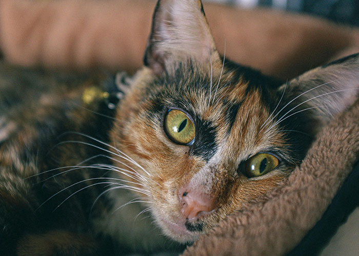 Gato atigrado de ojos verdes descansando en una manta suave, representando el sistema de distribución de gatos.