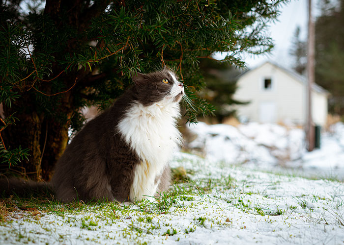 Gato gris y blanco bajo un árbol en un terreno nevado, vinculado al sistema de distribución de gatos.