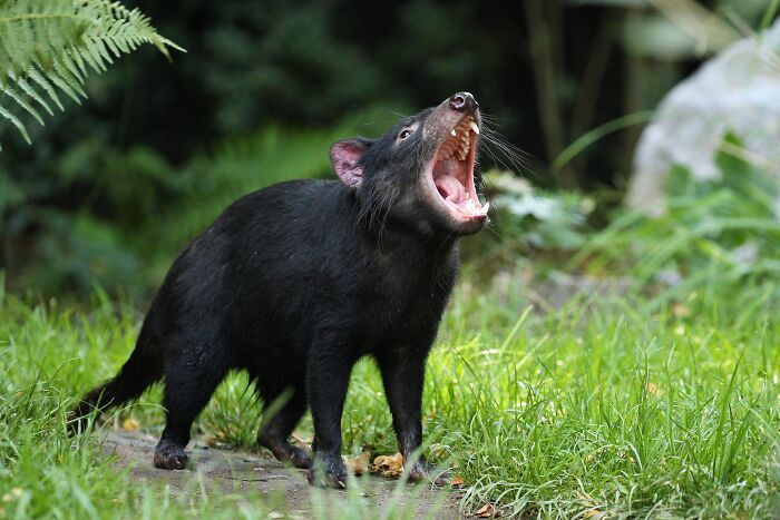 Diablo de Tasmania mostrando sus dientes en zona verde, un dato sorprendente que revela lo poco que sabemos en realidad.