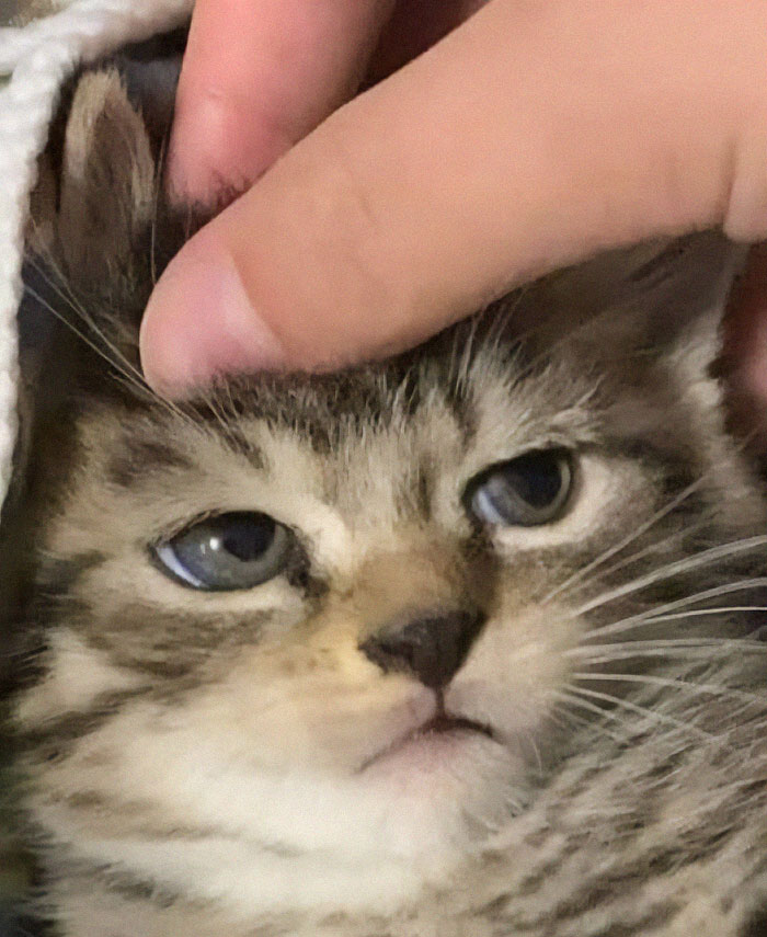 Gatito divertido siendo acariciado suavemente mientras mira con expresión somnolienta.
