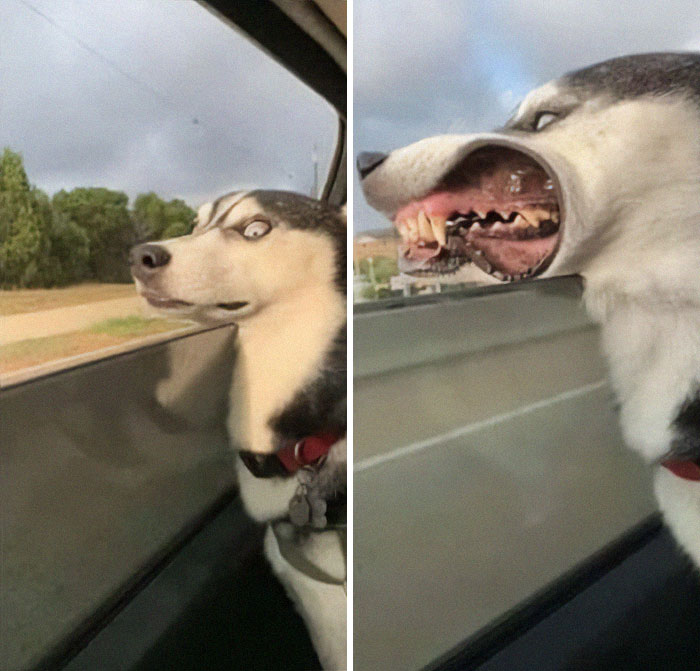 Perro divertido sacando la cabeza por la ventana del coche, haciendo una expresión cómica.