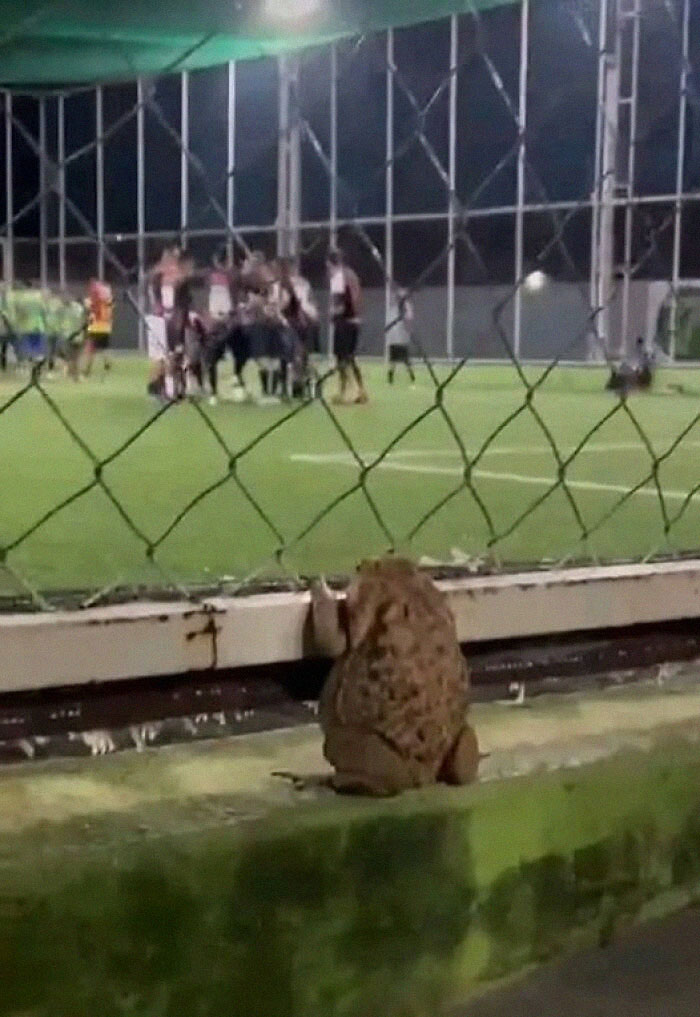Sapo observando un juego de fútbol desde fuera del campo, mostrando su divertida curiosidad por los deportes.