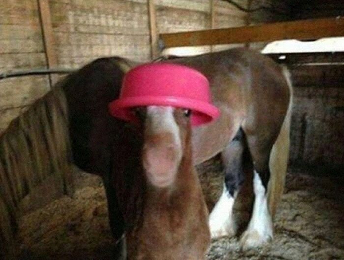 Caballo con gorro rosa, ejemplo de fotos divertidas de animales actuando de forma graciosa.