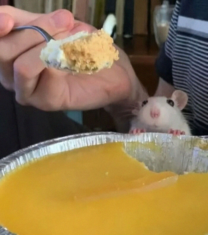 Ratón curioso asomándose y mirando un plato mientras alguien sostiene una cuchara de pastel.