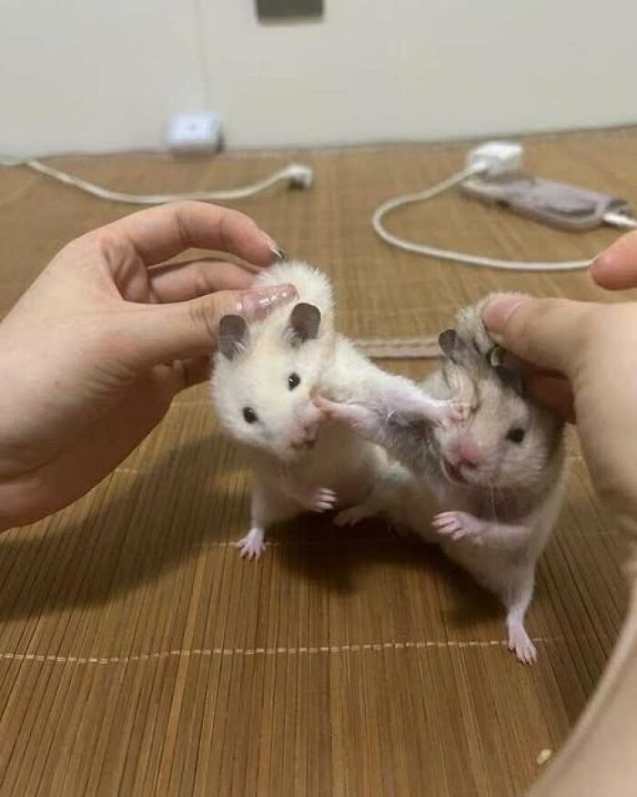 Dos hámsters en una pose graciosa, levantando las patas delanteras con ayuda de dos manos humanas.
