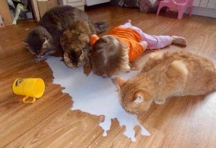 Niño y gatos bebiendo leche derramada del suelo en una escena divertida.