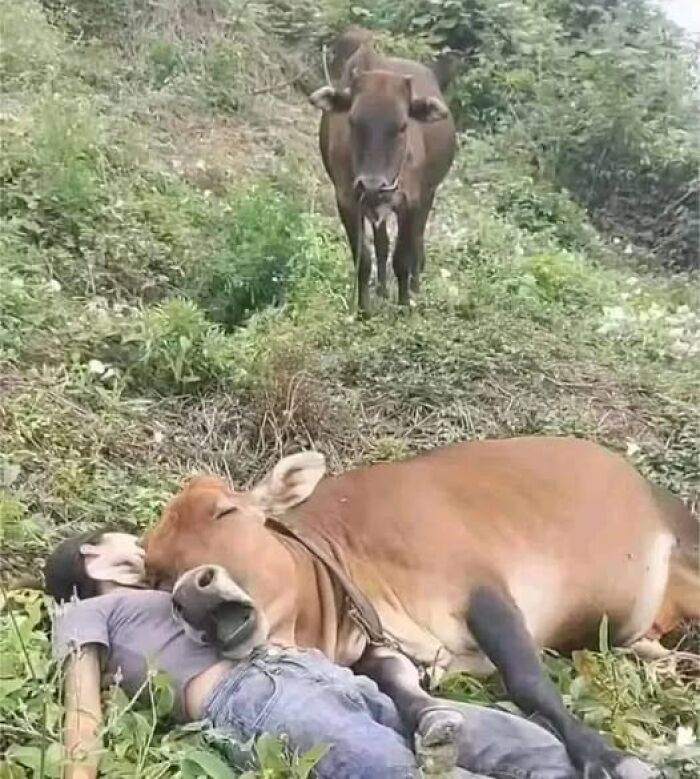 Vaca tumbada junto a un hombre en el bosque, mostrando comportamiento divertido y espontáneo.