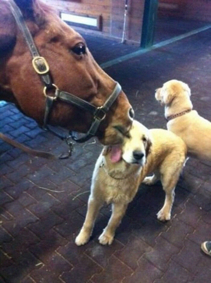 Caballo lamiendo a un perro en un momento divertido, mostrando animales haciendo lo que les da la gana.