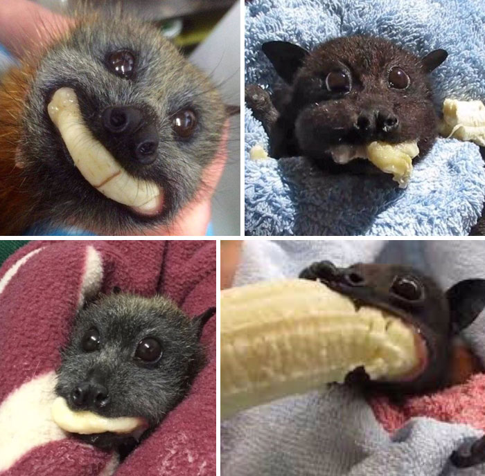 Murciélagos adorables disfrutando de un plátano en mantas, mostrando momentos divertidos y espontáneos de animales.