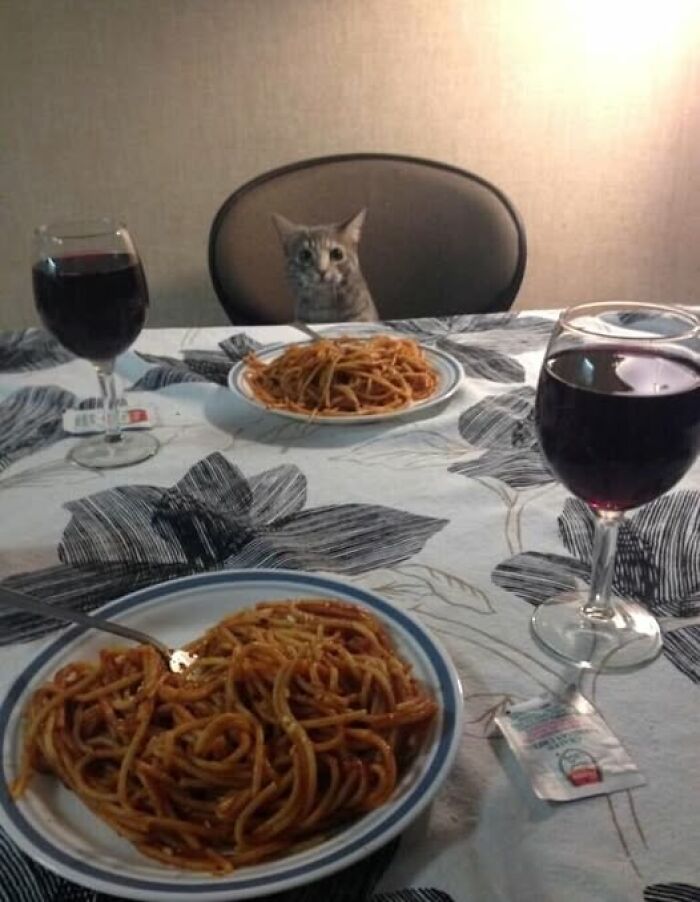 Gato divertido sentado en una mesa con espaguetis y vino, como si fuera a cenar.