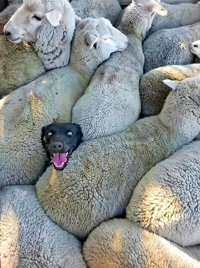Perro divertido entre ovejas, mostrando una expresión feliz y relajada.