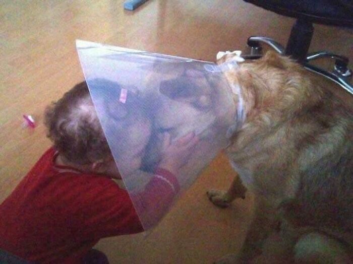Niño acaricia a un perro con cono veterinario, creando un momento divertido entre animales.