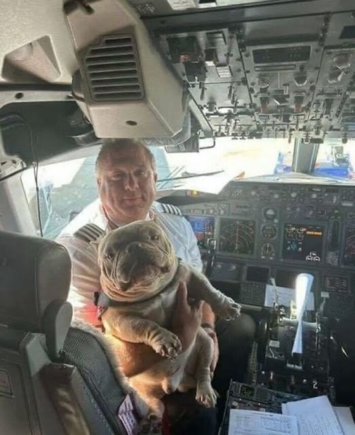 Piloto sosteniendo un perro divertido en la cabina de un avión, mostrando un momento cómico de animales haciendo lo que quieren.