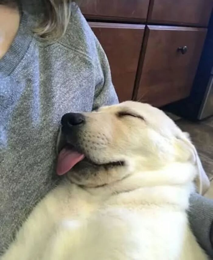 Un perro divertido durmiendo con la lengua fuera, mostrando una expresión relajada y despreocupada.