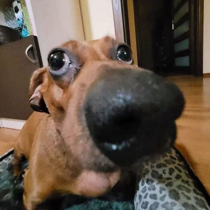 Perro divertido acercándose a la cámara en casa, con ojos expresivos y gran nariz, mostrando actitud cómica.