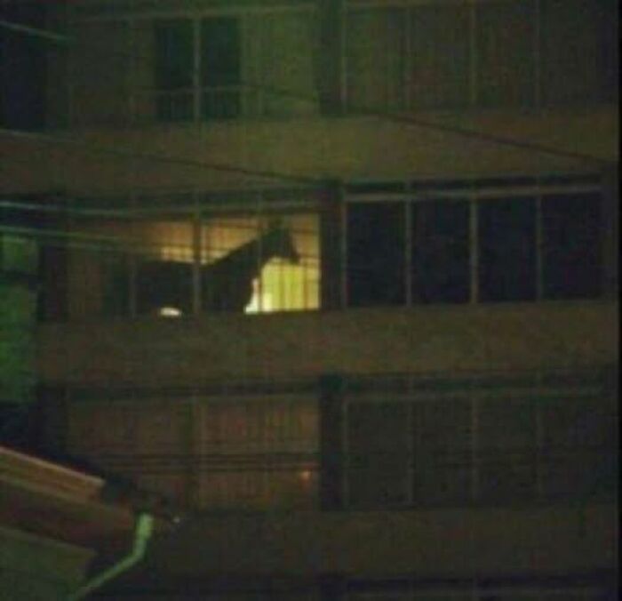 Caballo en balcón iluminado por dentro en un edificio, mostrando comportamiento divertido de animales haciendo lo que les da la gana.