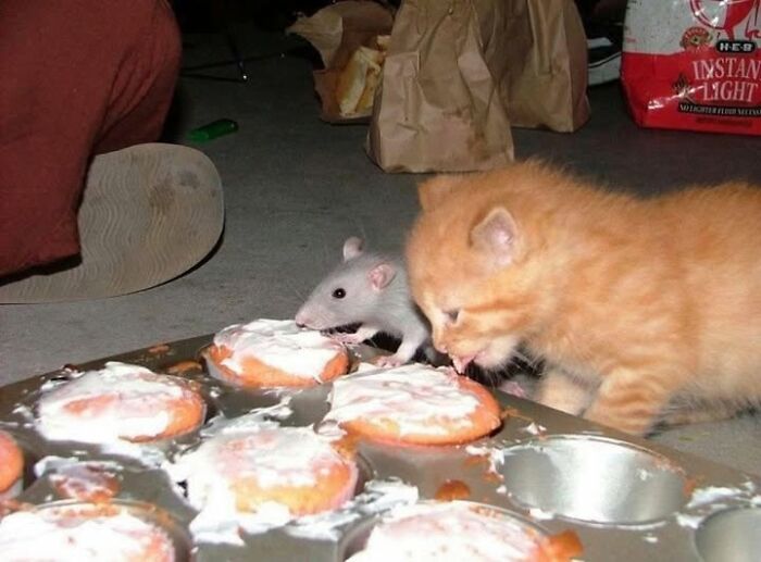 Gatito y ratón comiendo cupcakes, animales haciendo lo que les da la gana en cocina desordenada.