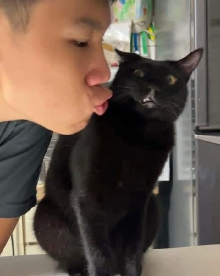 Un gato negro con expresión divertida mientras un hombre le hace muecas. Fotos divertidas de animales.