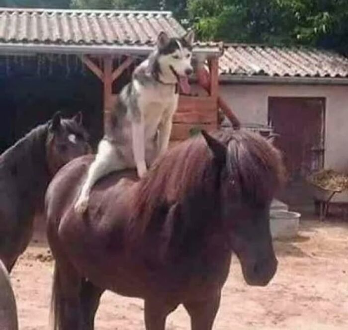 Un perro sobre un caballo en un establo, mostrando comportamiento divertido de animales.