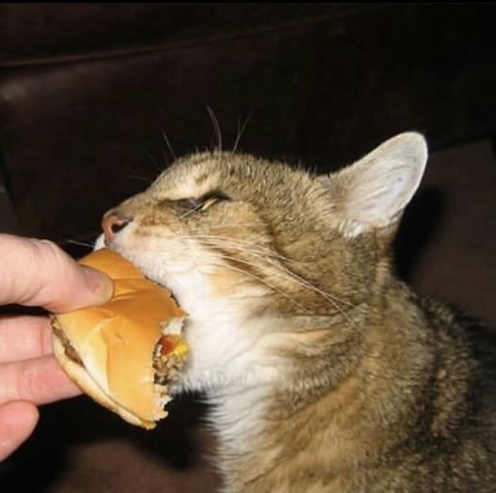 Gato mordiendo una hamburguesa divertida, agarrada por una mano humana.