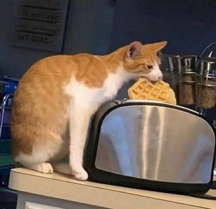 Gato curioso intentando sacar un gofre de una tostadora en la cocina, mostrando comportamiento gracioso de animales.