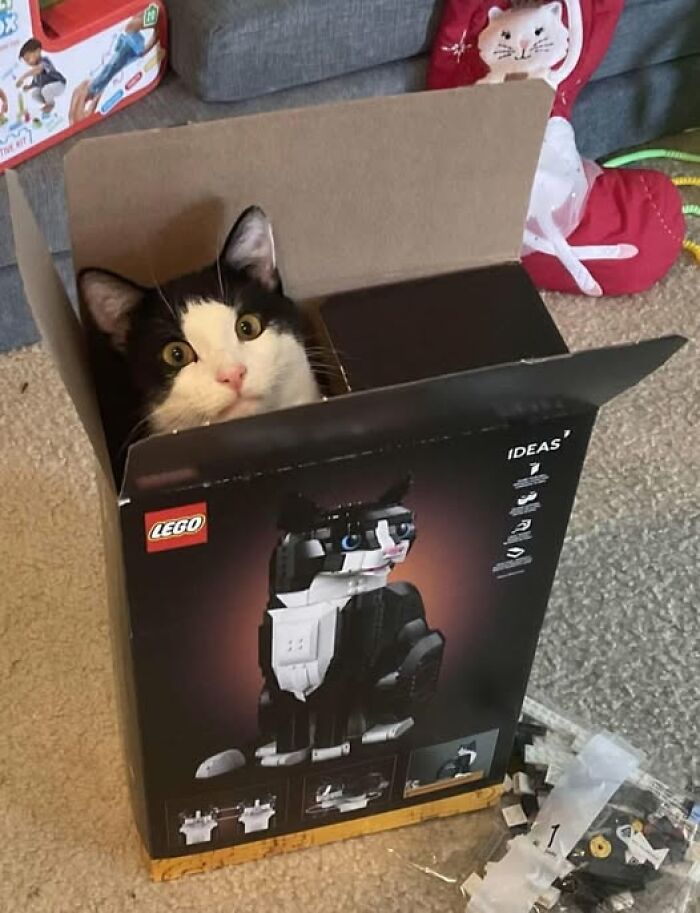 Gato en una caja de Lego, asomando curioso, ejemplificando comportamientos divertidos de animales.