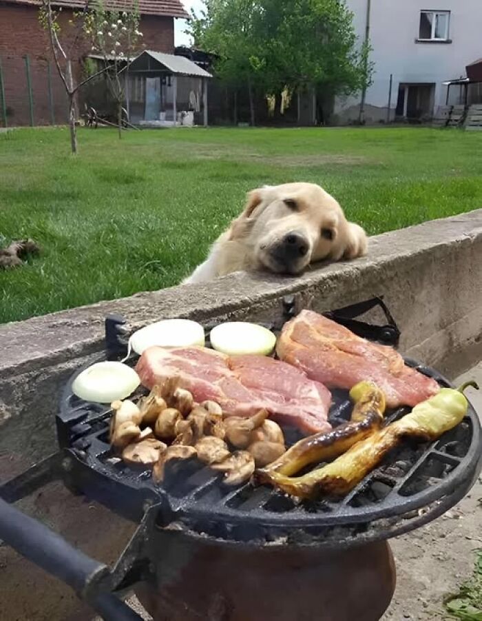 Perro observando comida en una parrilla, con expresión divertida en el rostro.