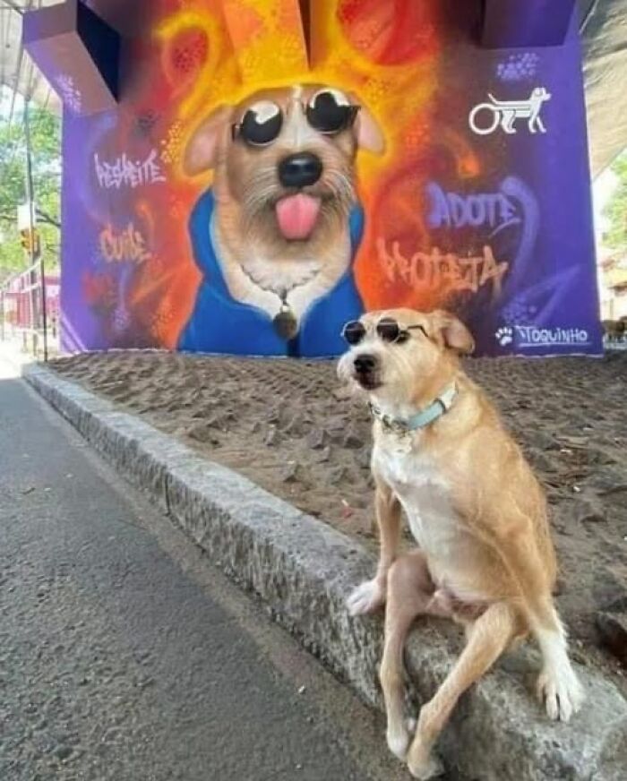 Perro divertido con gafas posando frente a un mural colorido que lo representa.