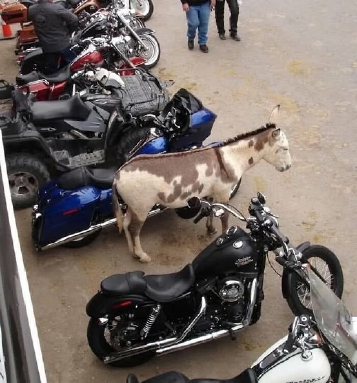Burro entre motos haciendo lo que quiere en estacionamiento, representando escenas divertidas de animales.